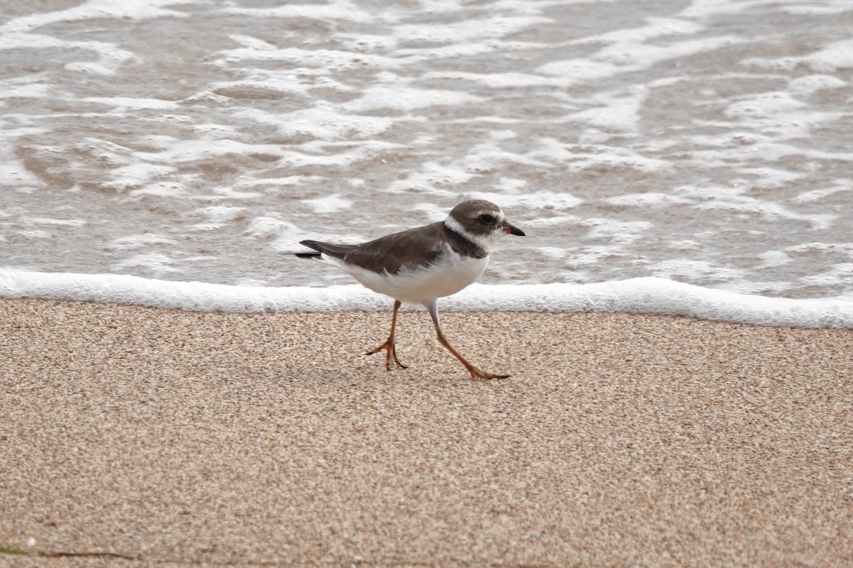 Semipalmated Plover - ML646110888