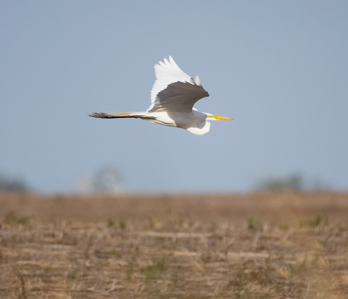 大白鷺 - ML646110890