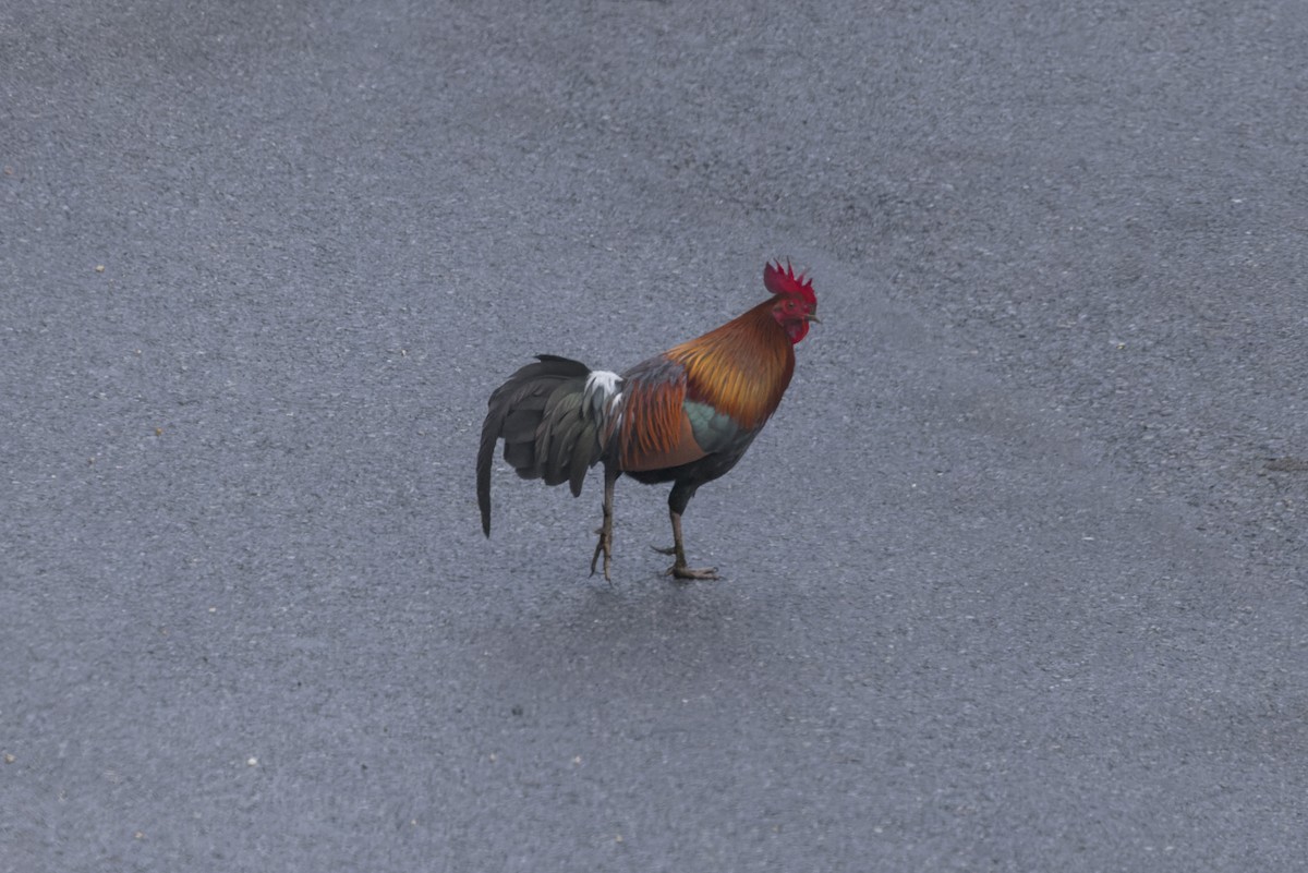 Red Junglefowl - ML646110891