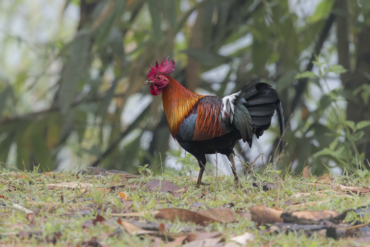 Red Junglefowl - ML646110892