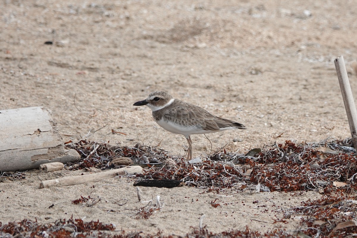Wilson's Plover - ML646110893