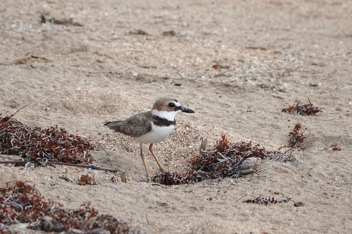 Wilson's Plover - ML646110894