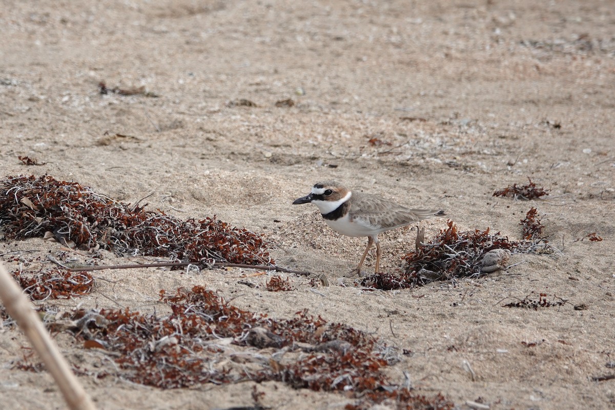 Wilson's Plover - ML646110895
