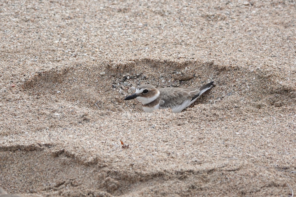 Wilson's Plover - ML646110896