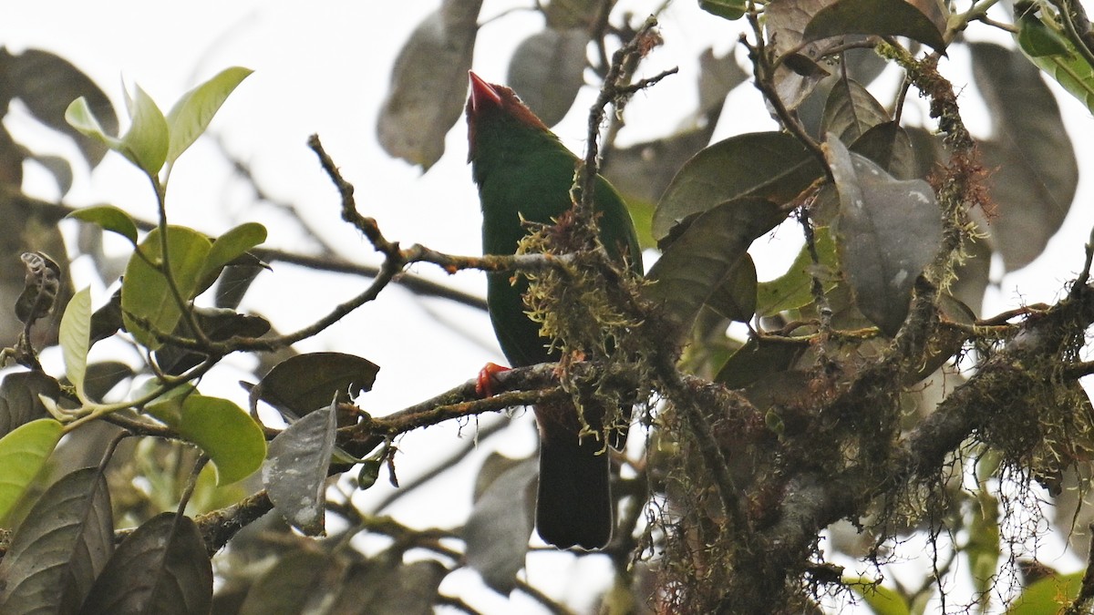 Grass-green Tanager - ML646110897