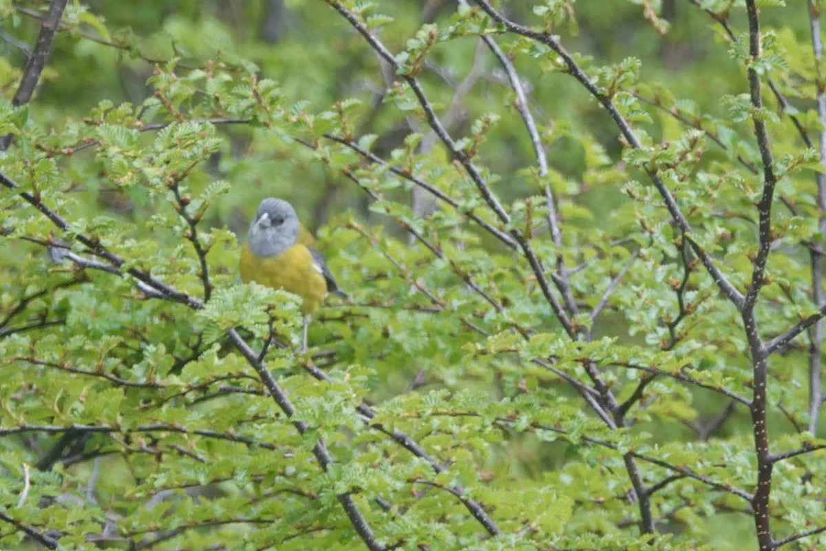 Patagonian Sierra Finch - ML646110898