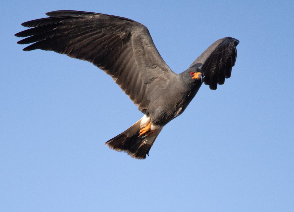 Snail Kite - ML646110899