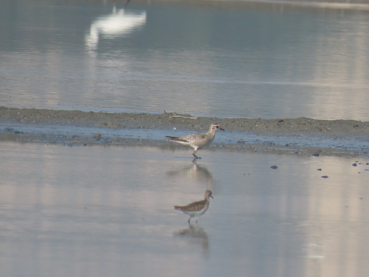 Pacific Golden-Plover - ML646110901