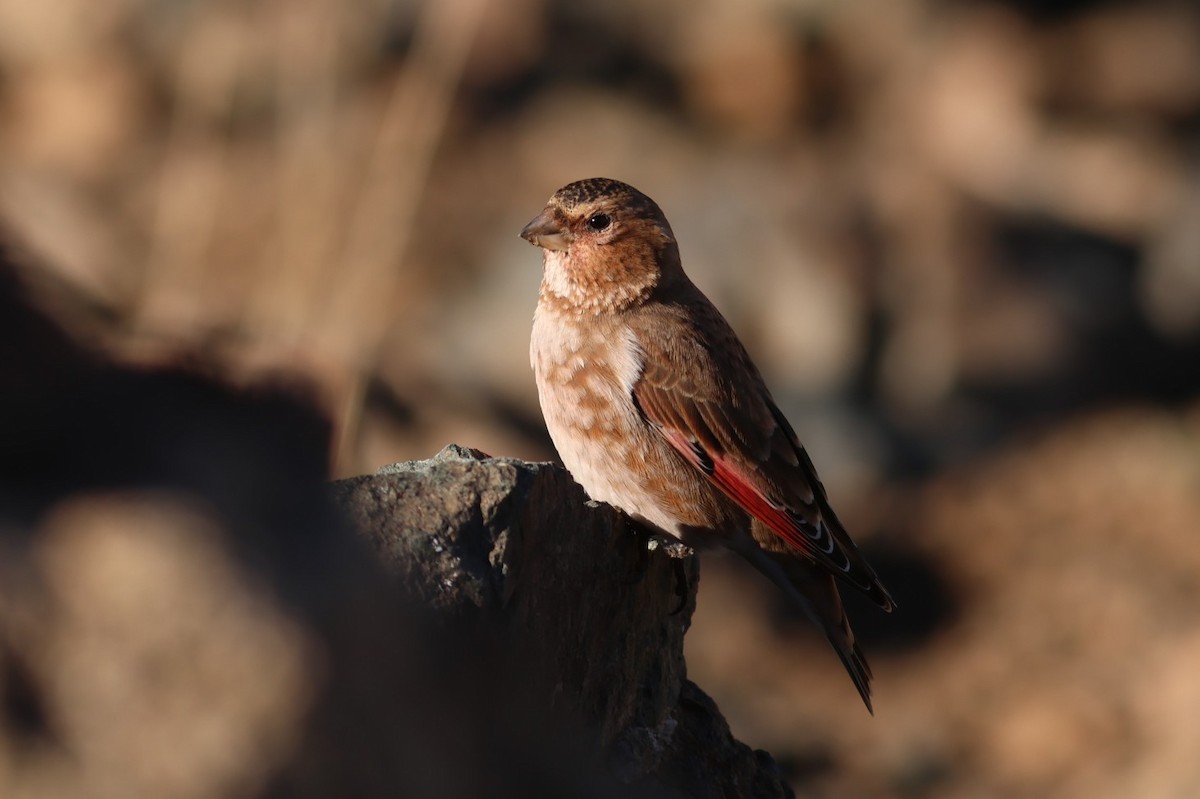 Crimson-winged Finch (African) - ML646110902