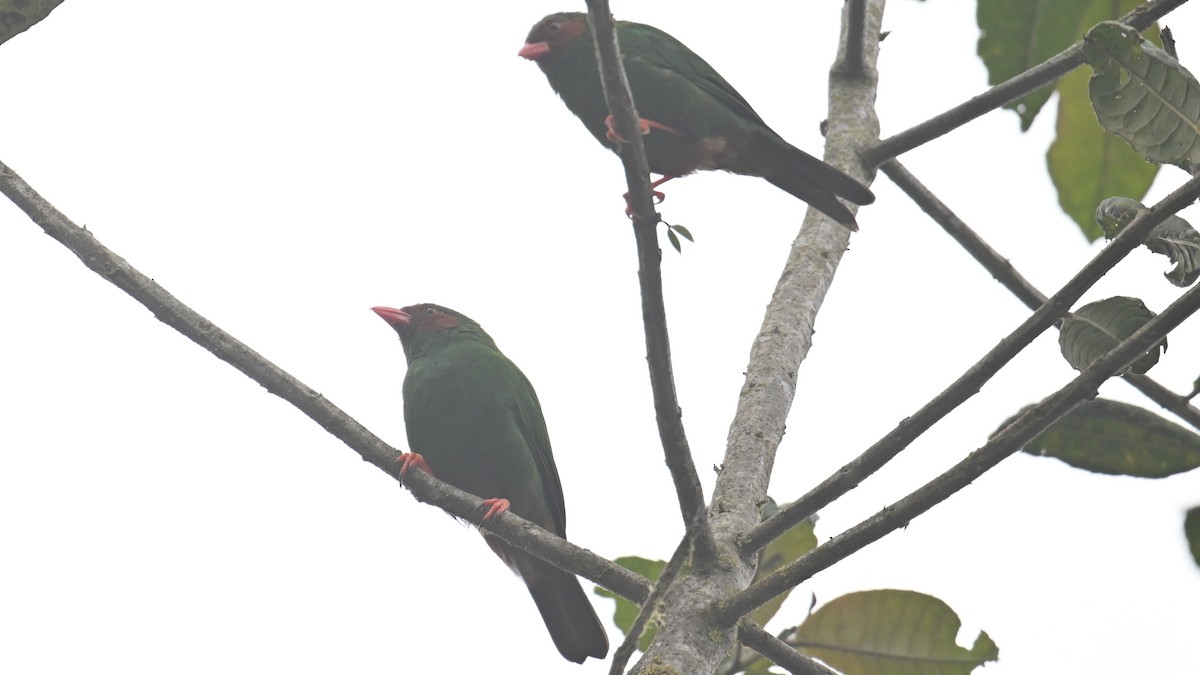 Grass-green Tanager - ML646110903