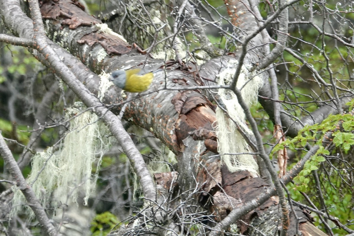 Patagonian Sierra Finch - ML646110906