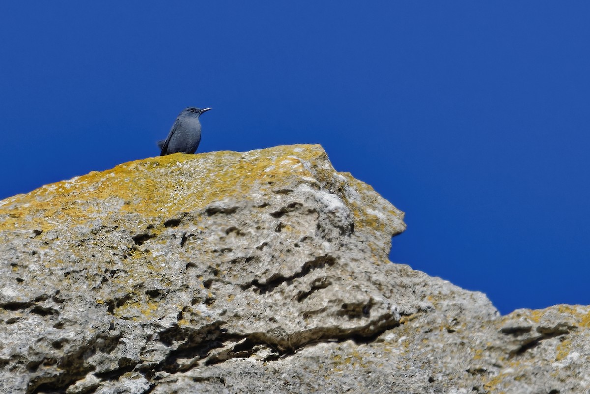 Blue Rock-Thrush - ML646110907