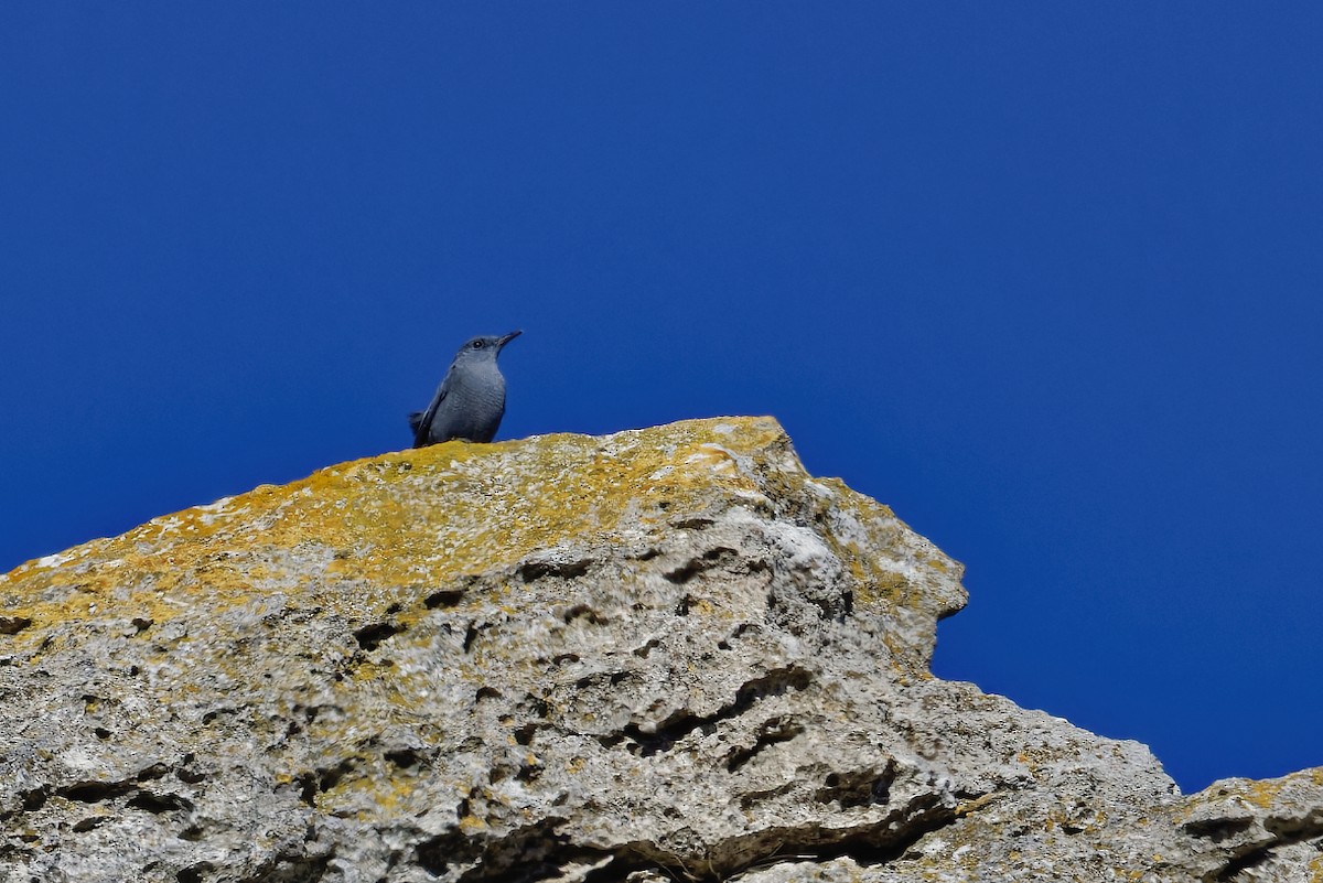 Blue Rock-Thrush - ML646110908