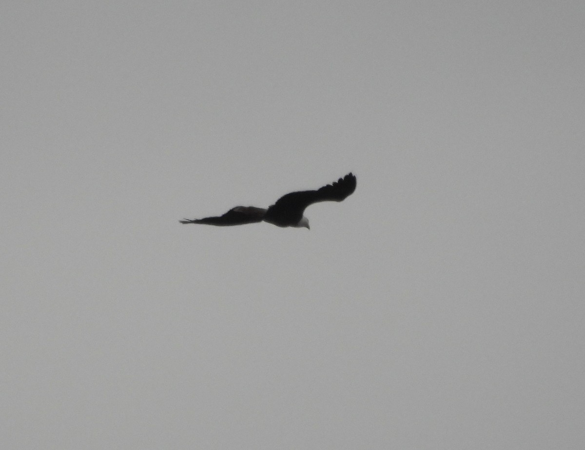 Bald Eagle - ML646110919