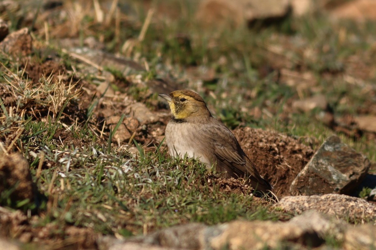 Horned Lark (Atlas) - ML646110920