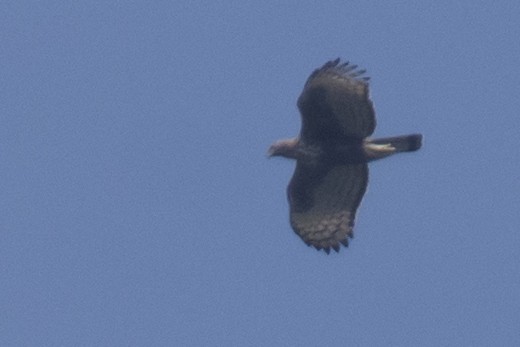 Changeable Hawk-Eagle - ML646110925