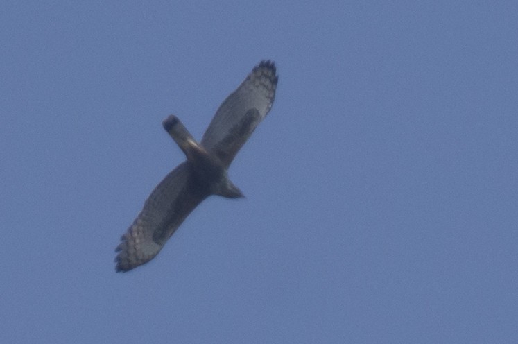 Changeable Hawk-Eagle - ML646110933