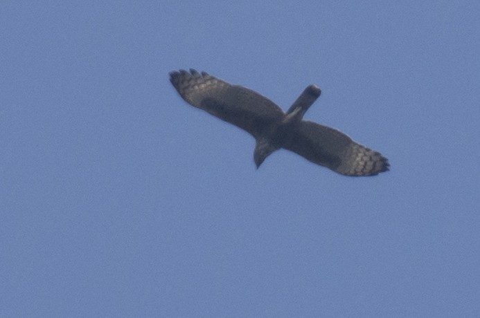 Changeable Hawk-Eagle - ML646110934