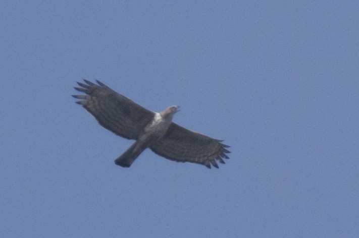 Changeable Hawk-Eagle - ML646110935