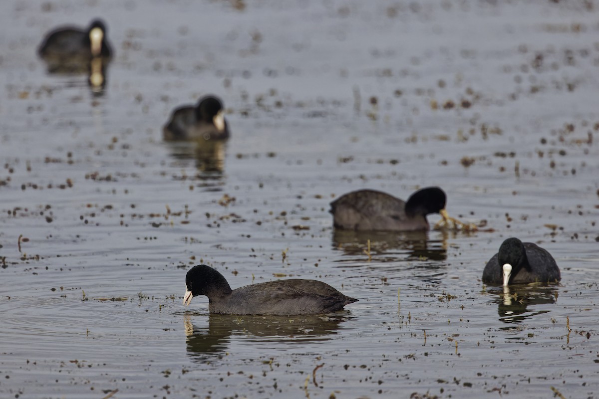 Eurasian Coot - ML646110941