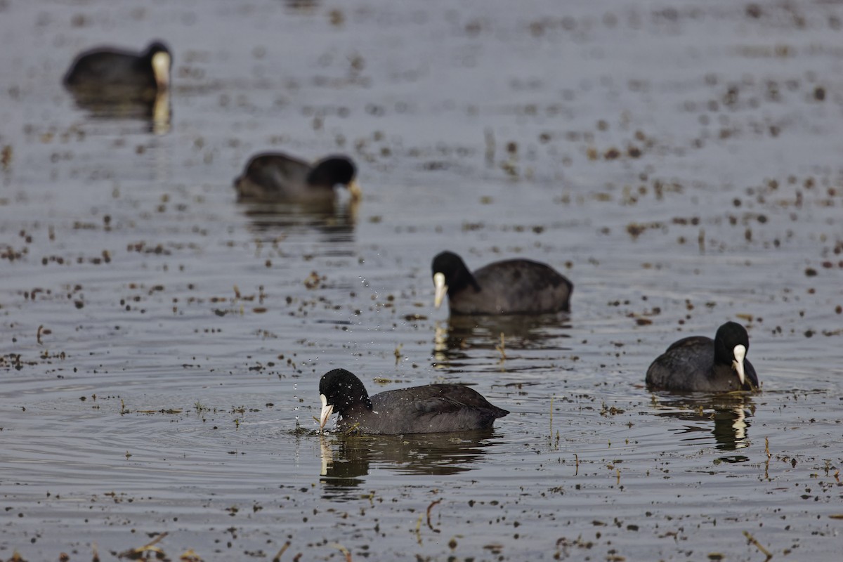 Eurasian Coot - ML646110942