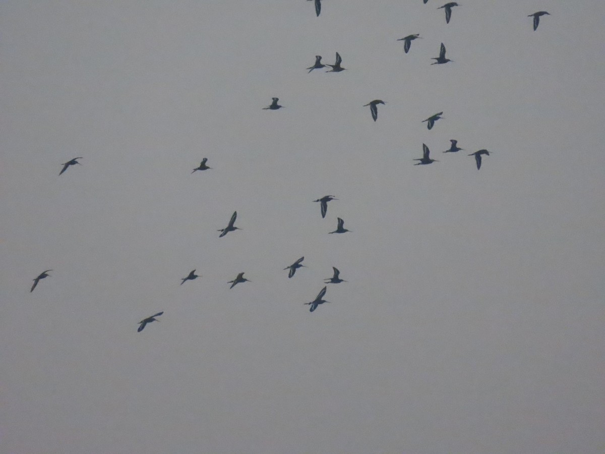 Black-tailed Godwit - ML646110943