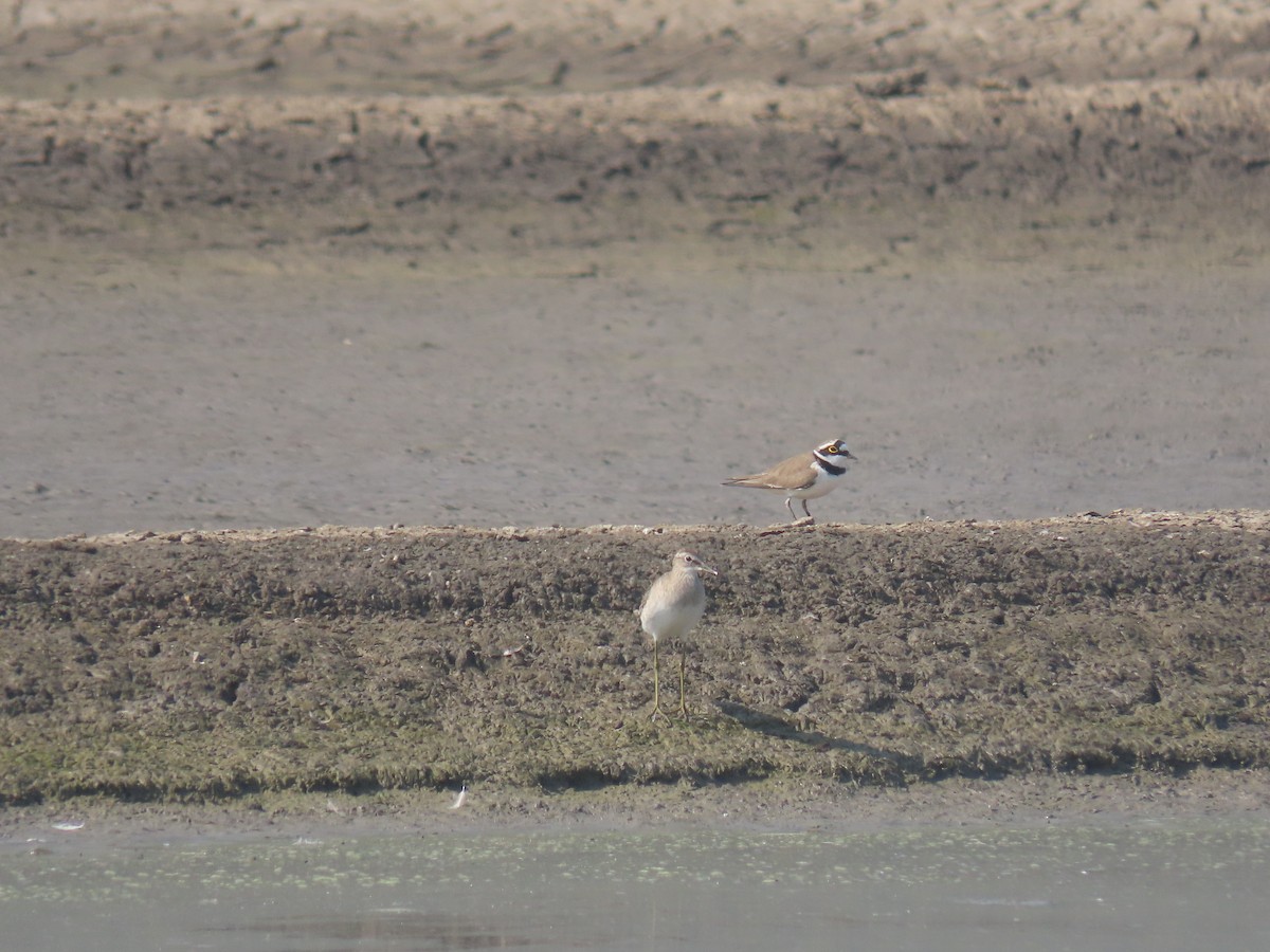 Little Ringed Plover - ML646110952