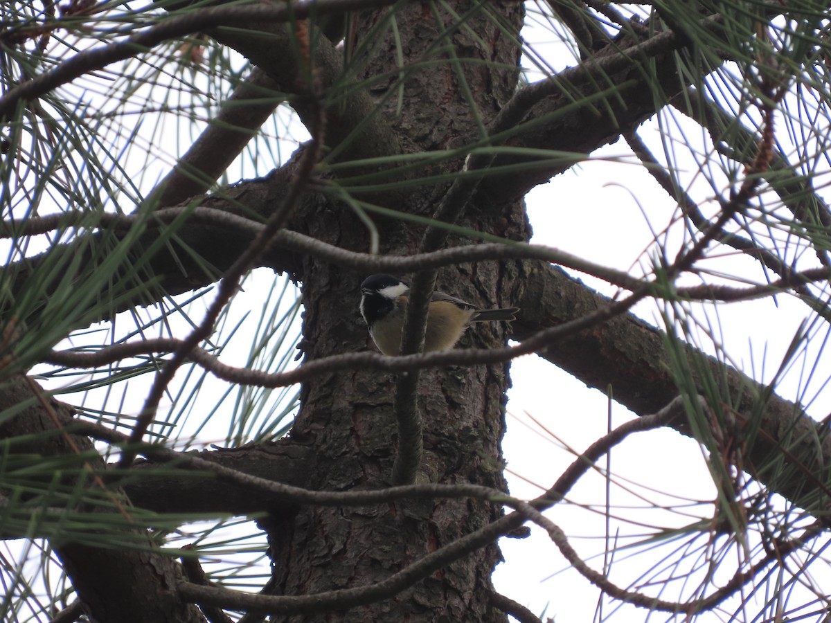 Coal Tit - ML646110954