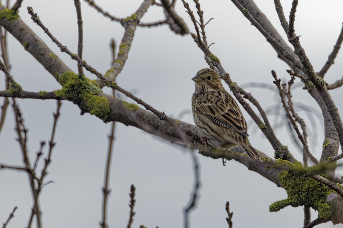 Corn Bunting - ML646110956