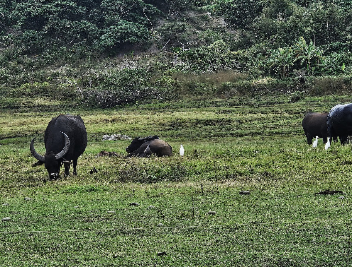 bøffelhegre - ML646110957