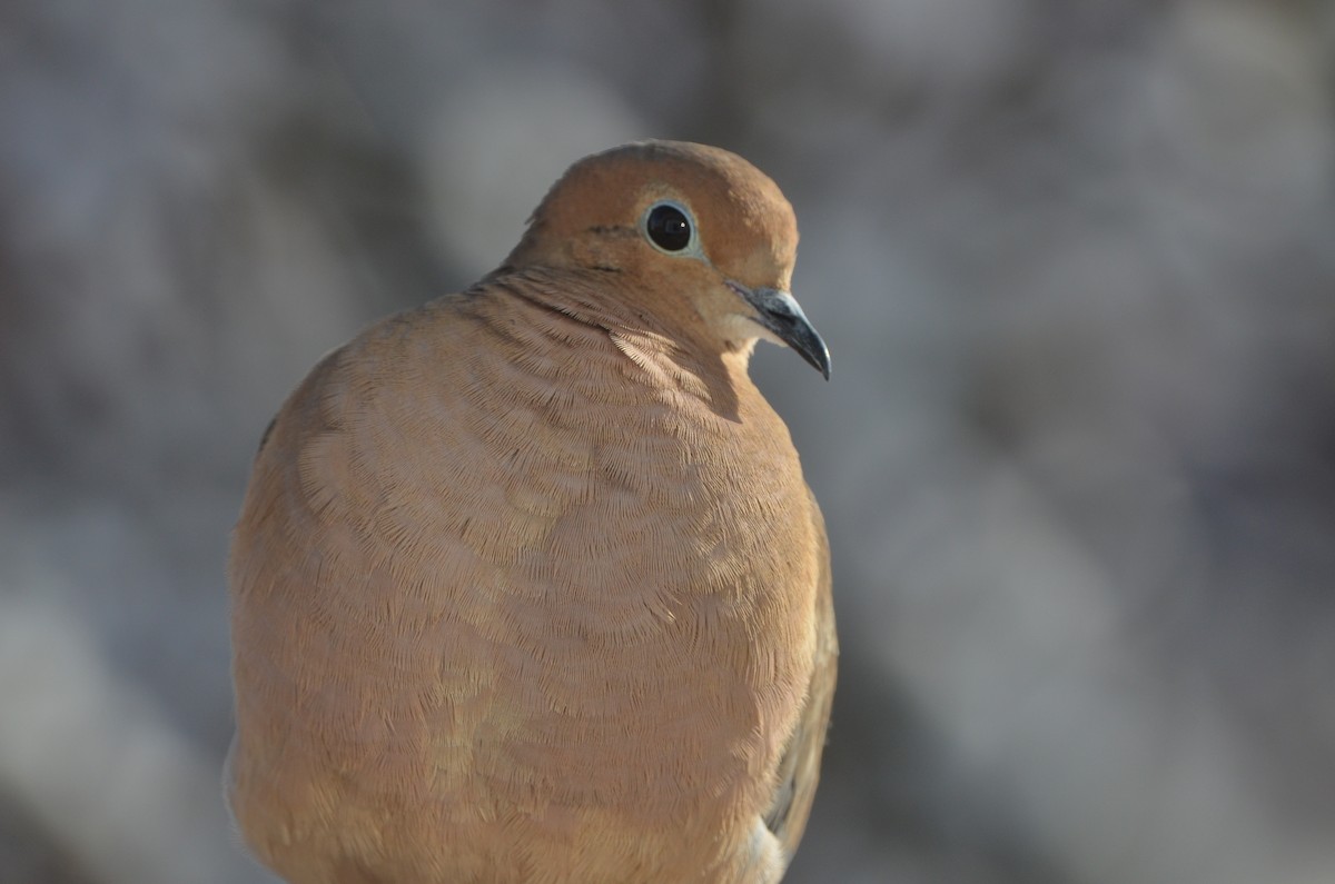Mourning Dove - ML646110958