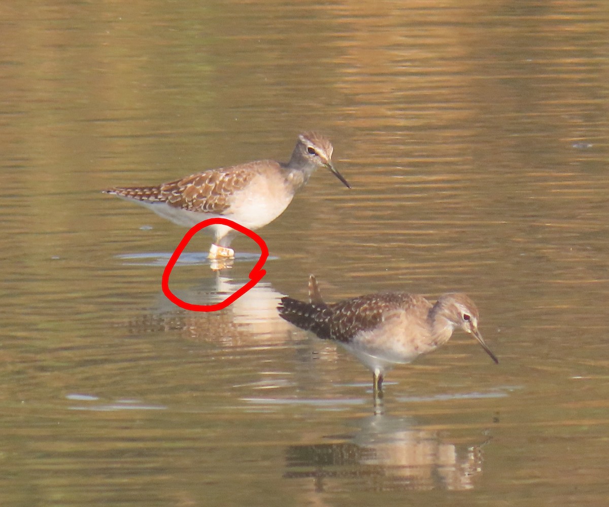 vodouš bahenní - ML646110960