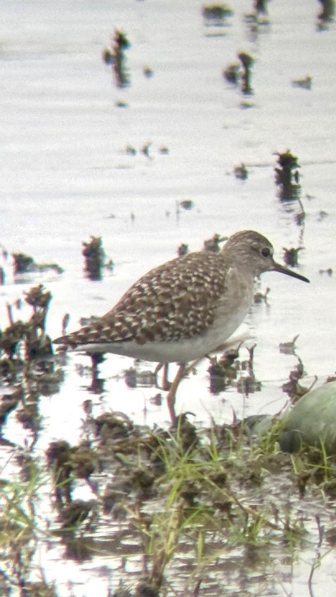 vodouš bahenní - ML646110961