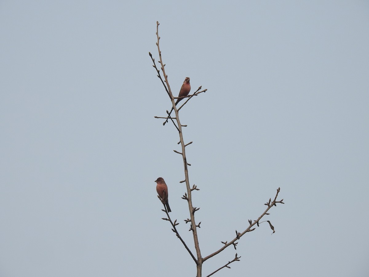Blyth's Rosefinch - ML646110962