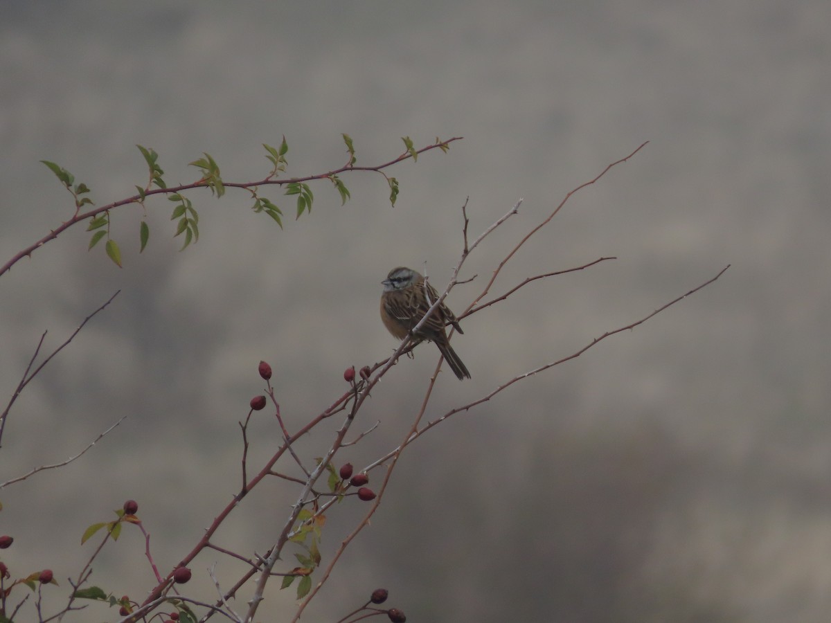 Rock Bunting - ML646110971