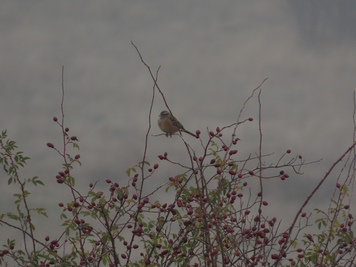 Rock Bunting - ML646110972