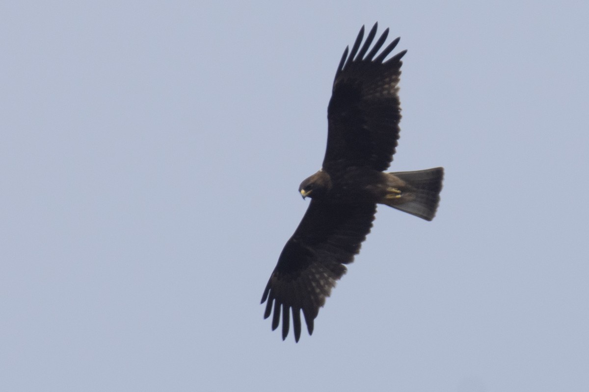 dvergørn - ML646110976