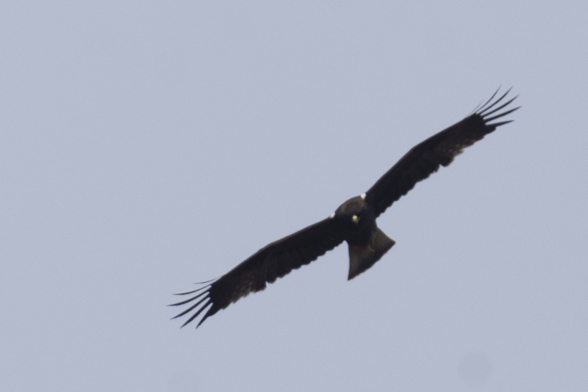 dvergørn - ML646110979