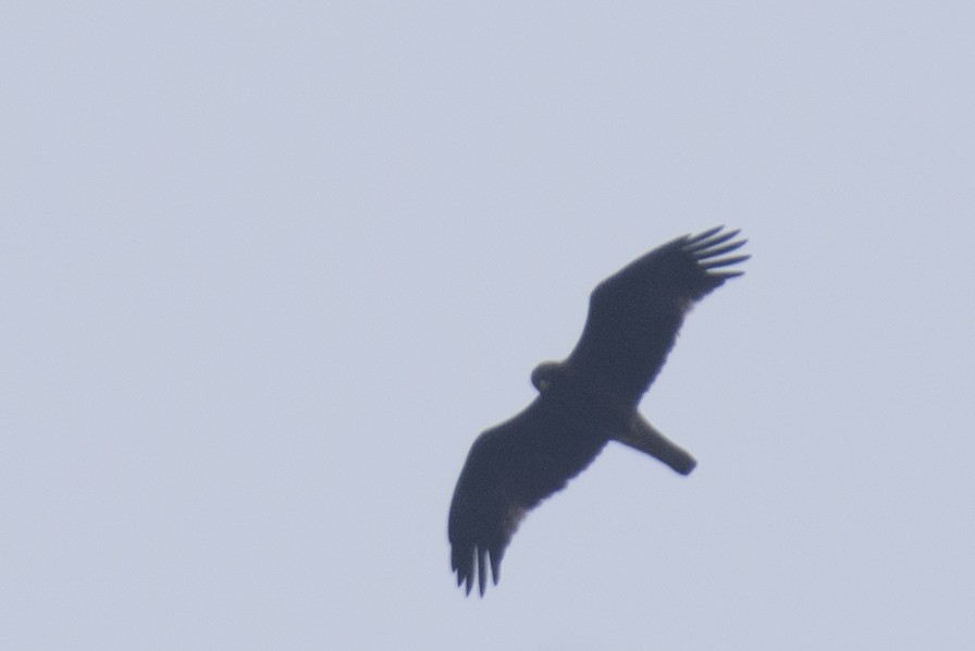 dvergørn - ML646110983