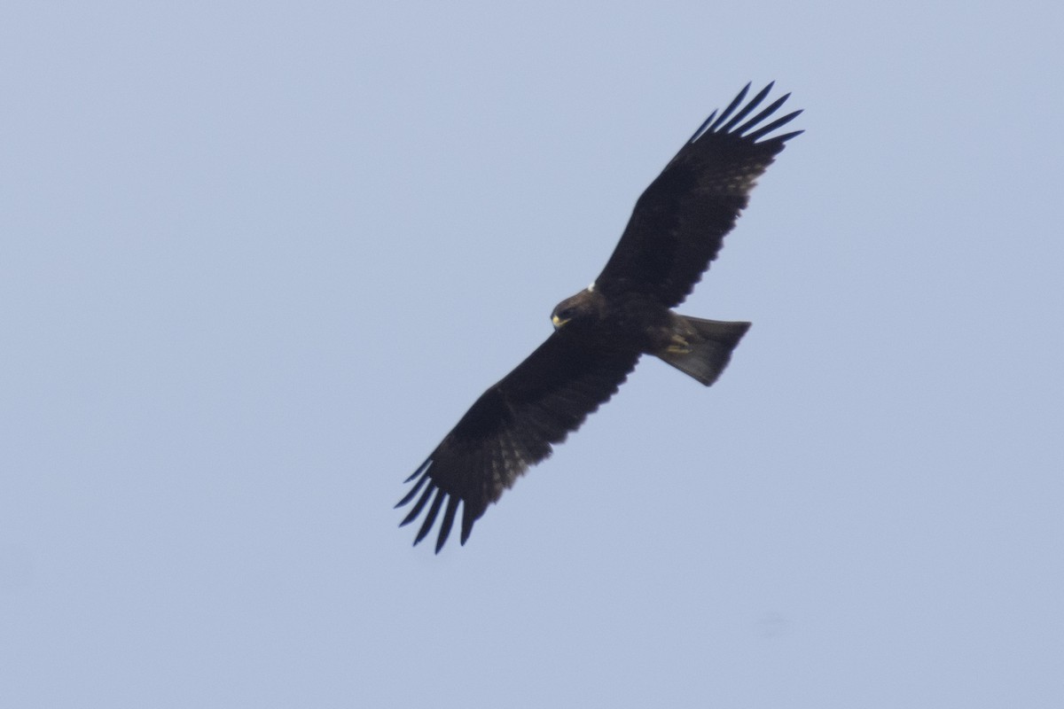 dvergørn - ML646110985