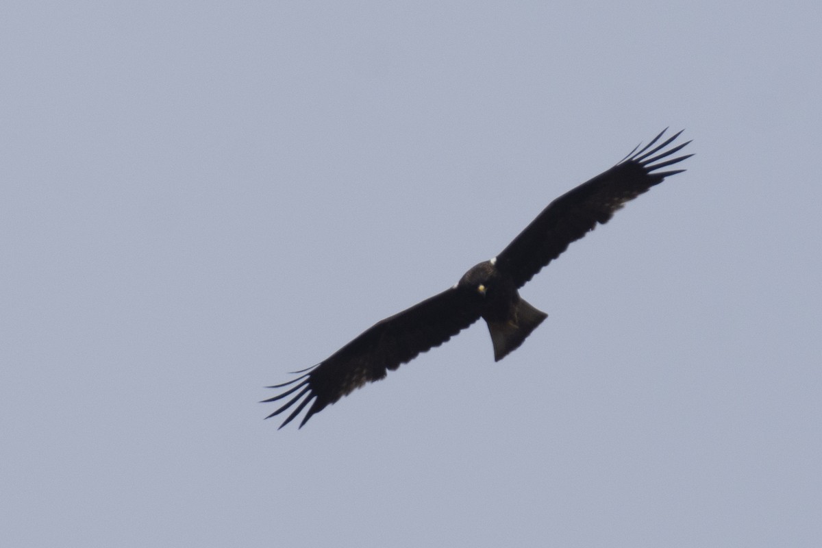 dvergørn - ML646110986