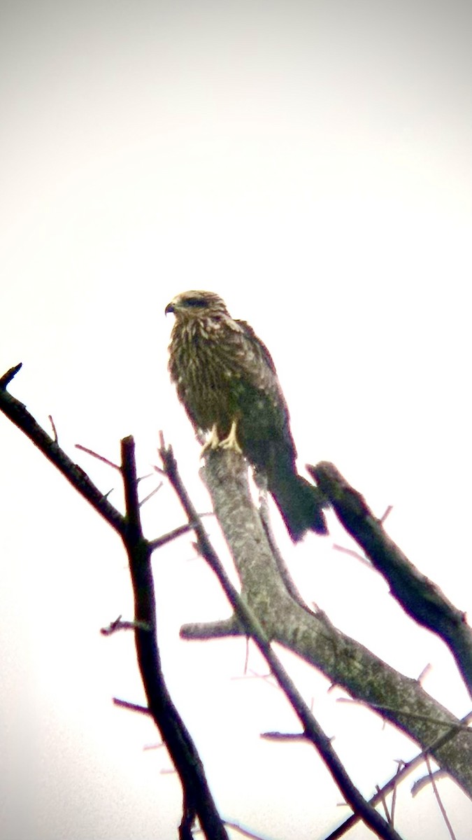 svartglente - ML646110987