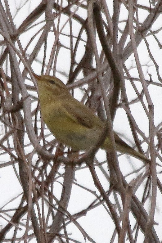 Willow Warbler - ML646110988