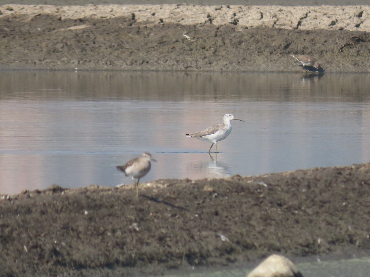 damsnipe - ML646110989