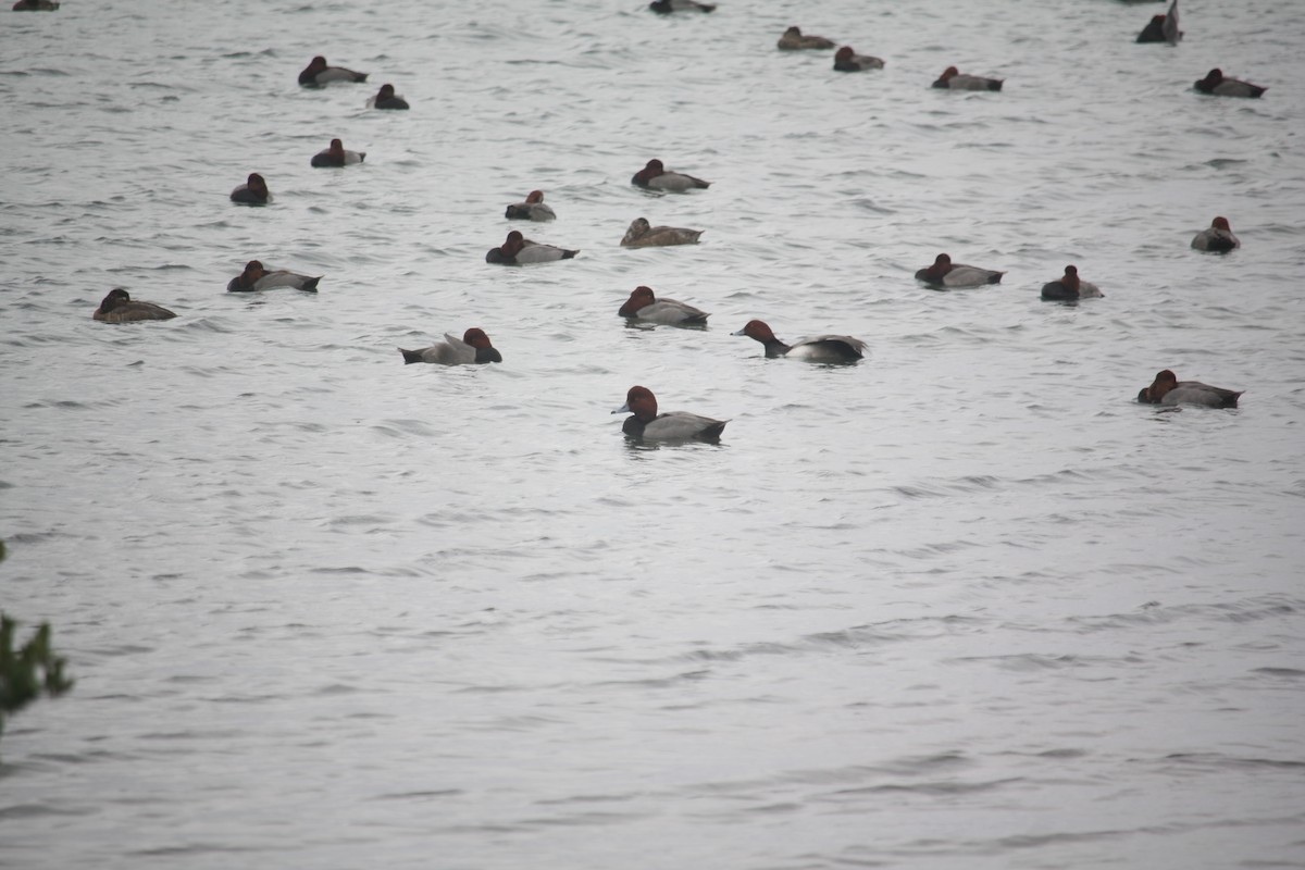 kobberhodeand - ML646110990