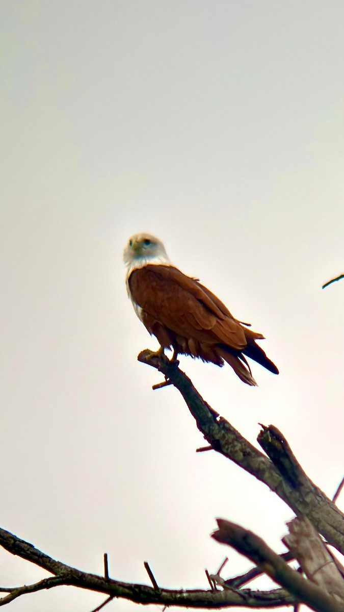 braminglente - ML646110991