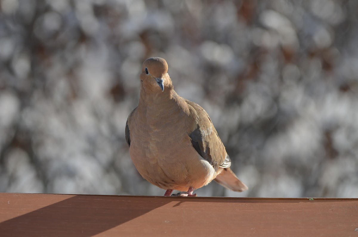 sørgedue - ML646110992