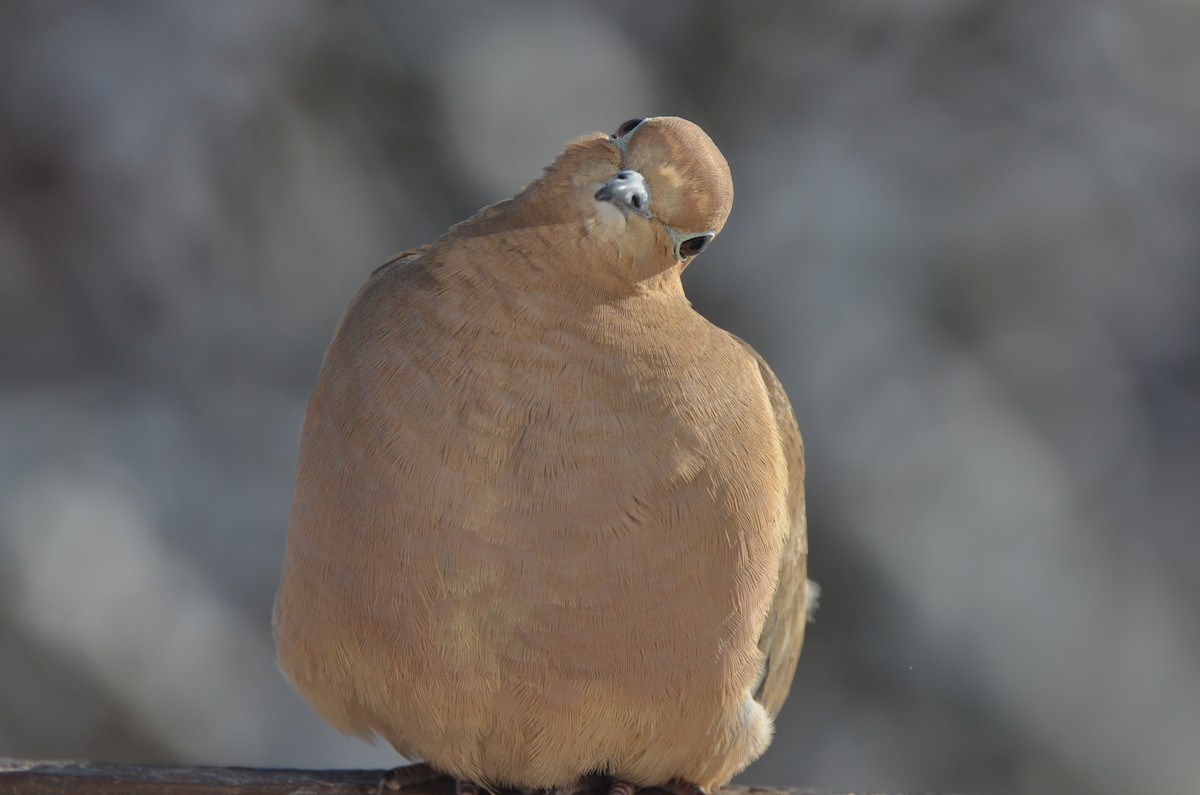 sørgedue - ML646110993