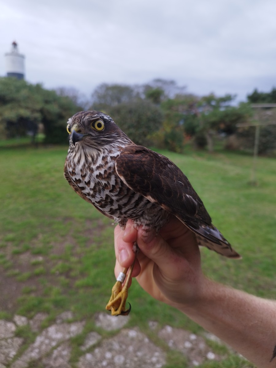 spurvehauk - ML646110996