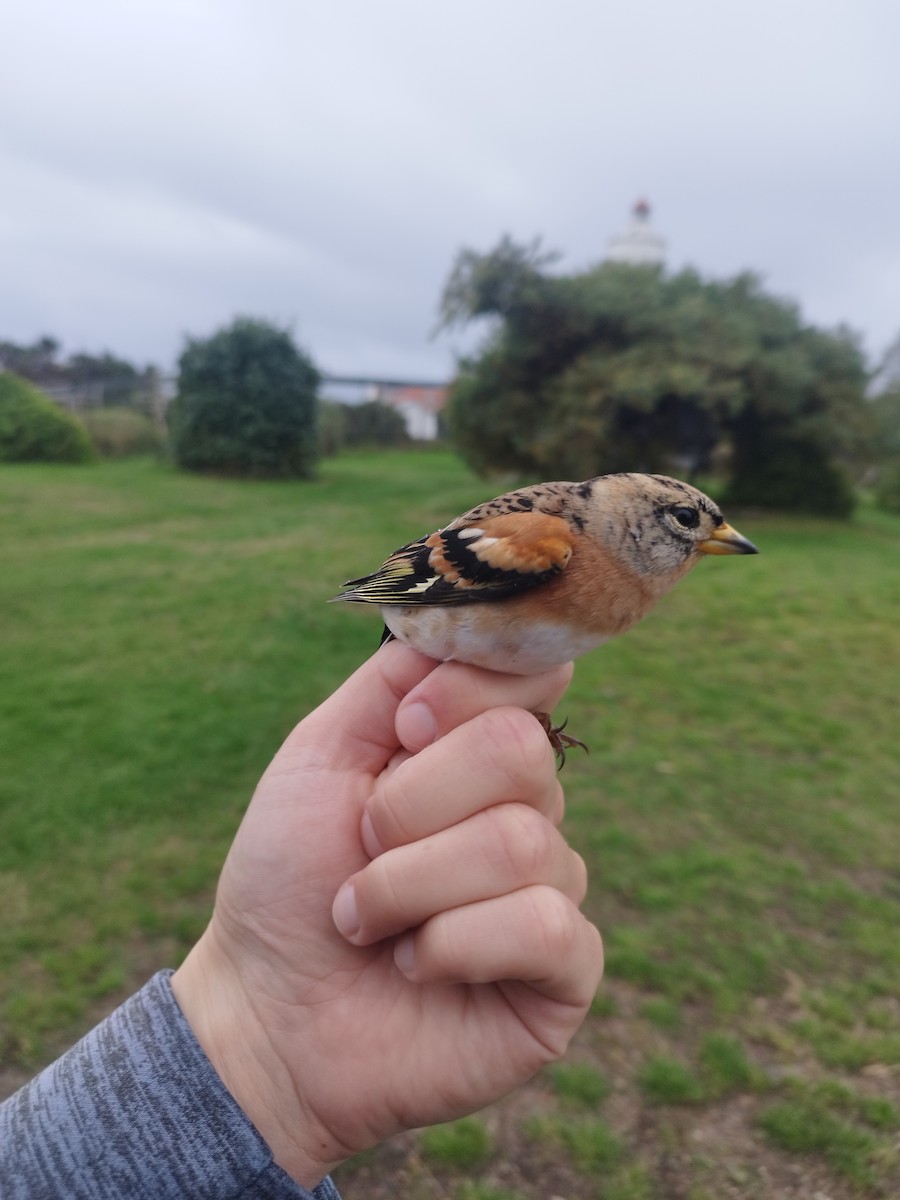 spurvehauk - ML646110997